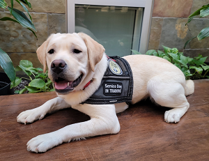 Haven – Intervention Service Dog